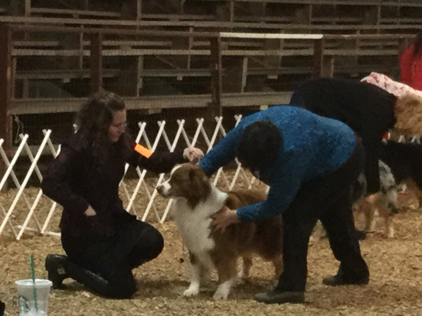 Scenes from Gray TN conformation shows - Image 4