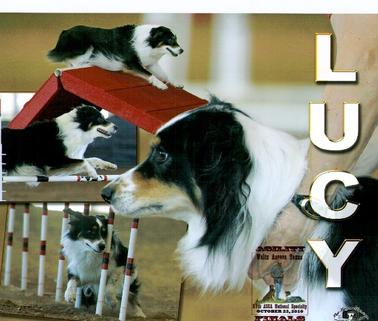 Lucy — #1 Australian Shepherd 2013 - Image 1