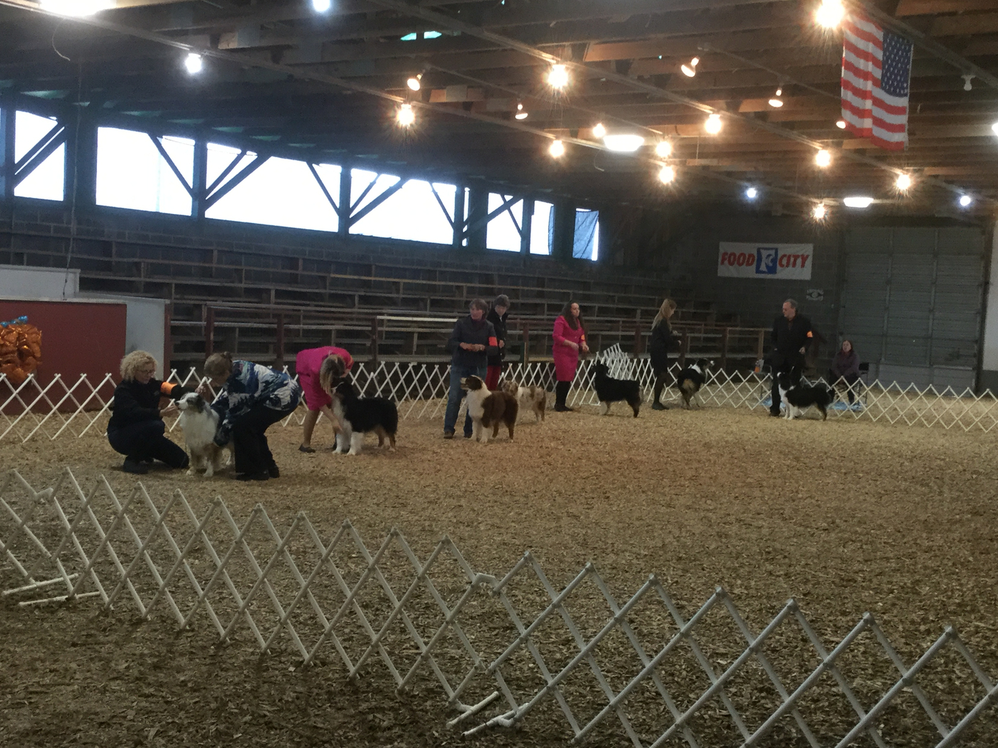 Scenes from Gray TN conformation shows - Image 1