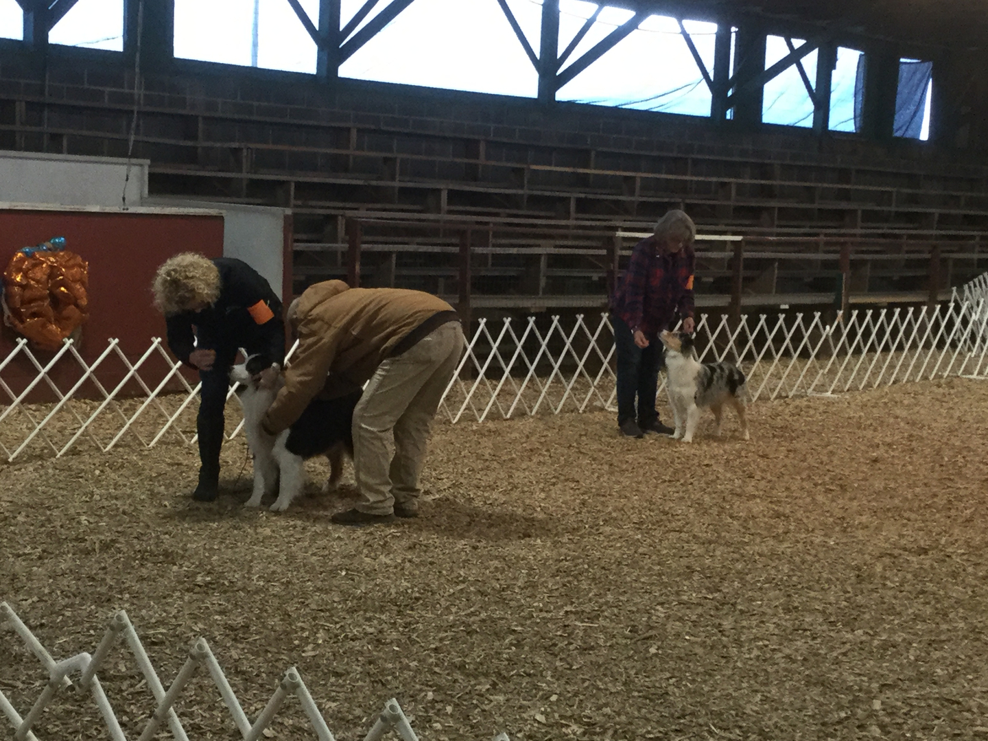 Scenes from Gray TN conformation shows - Image 2