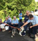 Australian Shepherds posing