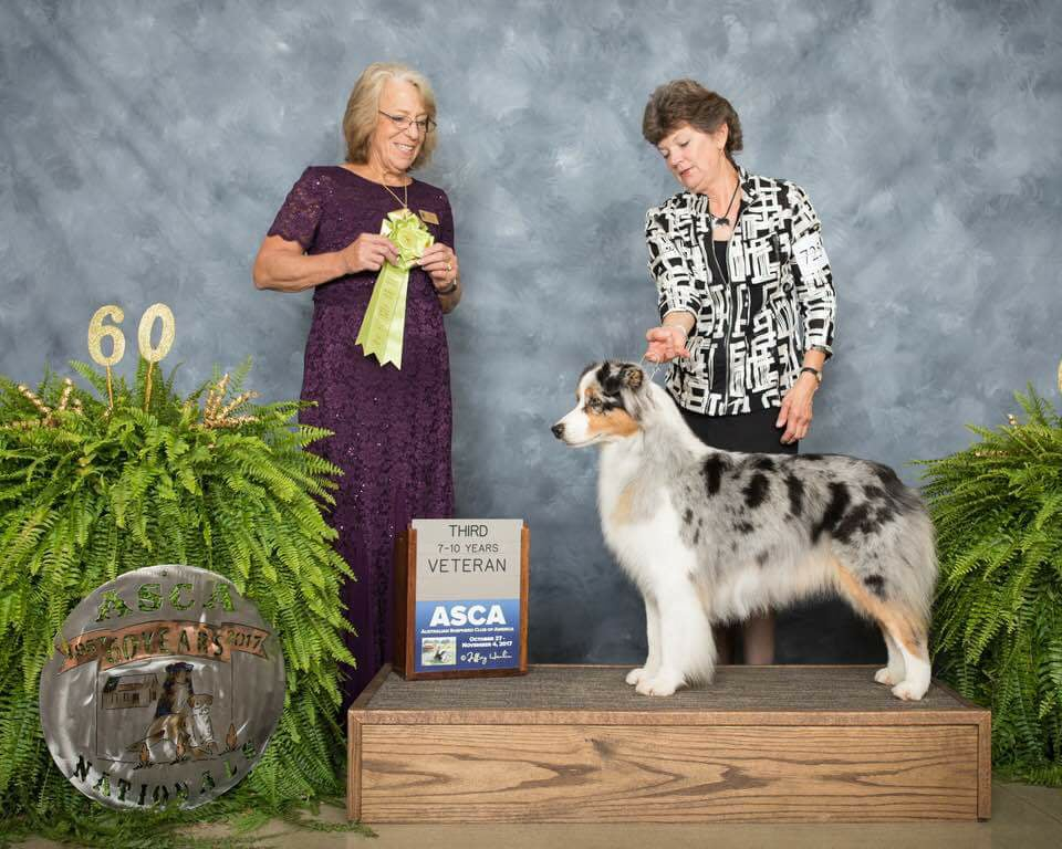 Australian Shepherd at an event