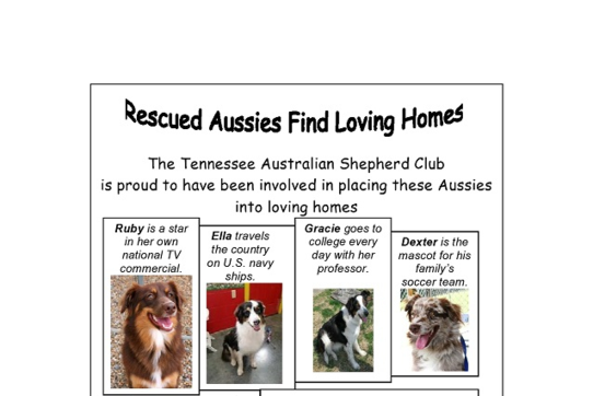 Rescued Aussies Find Loving Homes - Image 1